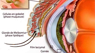 Anatomie du film lacrymal