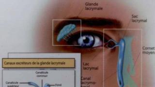 Anatomie des voies lacrymales